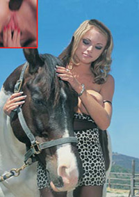 ANIMAL MAGNETISM